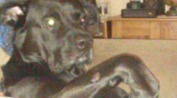 10414415_781046431928207_6574147668631089503_n